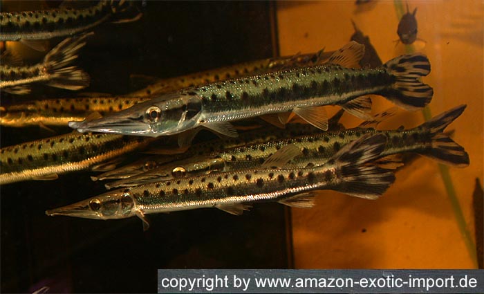 Boulengerella maculata